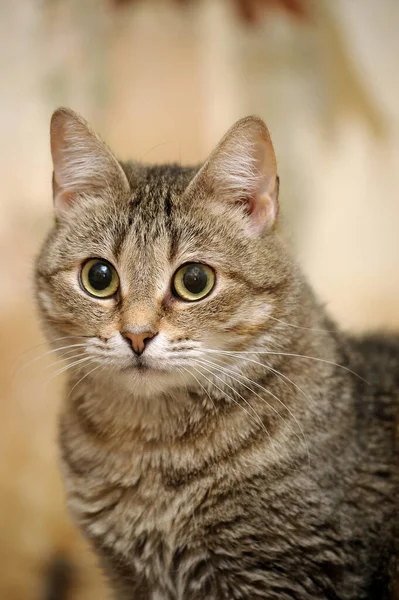 Hnědý Tabby Cat Portrét Kočka Útulku — Stock fotografie