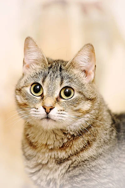 Bruin Tabby Kat Portret Kat Schuilplaats — Stockfoto