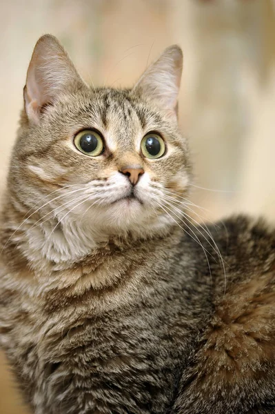 Коричневий Портрет Таббі Кішки Кіт Притулку — стокове фото