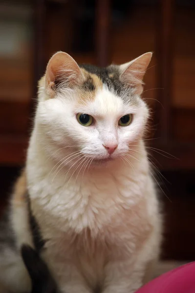 Blanco Con Gris Rojo Gato Sienta Una Silla — Foto de Stock