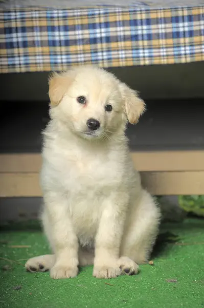 White Cute Little Labrabor Puppy — Stock Photo, Image