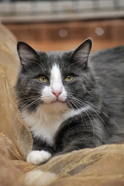 Graue Flauschige Katze Mit Weißen Brüsten Und Einem Streifen Gesicht — Stockfoto
