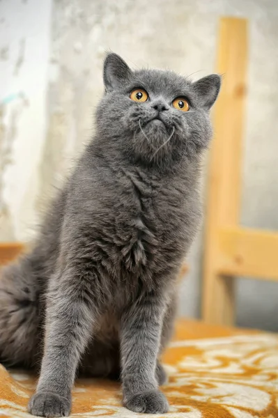 Alte Graue Britische Katze Mit Orangefarbenen Augen — Stockfoto