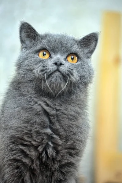 Alte Graue Britische Katze Mit Orangefarbenen Augen — Stockfoto