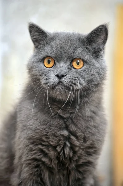 Old Gray British Cat Orange Eyes — Stock Photo, Image