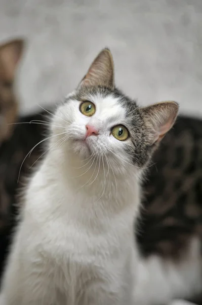 Vit Och Brun Katt Med Ett Uppmärksamt Utseende — Stockfoto