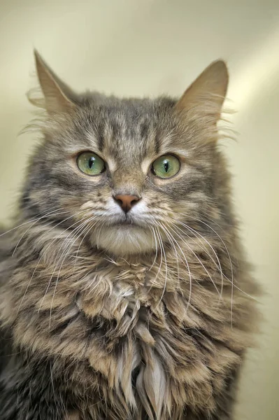 Beautiful Fluffy Gray Norwegian Forest Cat — Stock Photo, Image