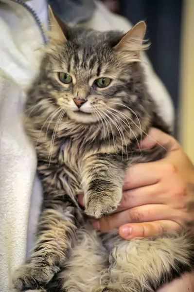 Schöne Flauschige Graue Norwegische Waldkatze Den Armen — Stockfoto