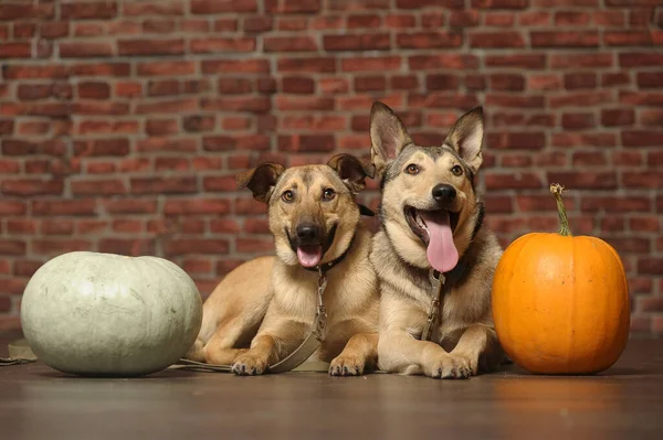 Dos Perros Felices Marrones Mongrels Con Calabazas —  Fotos de Stock