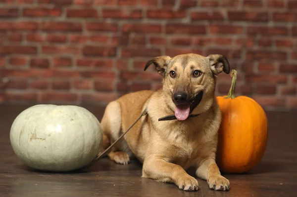 Chien Brun Bâtard Avec Citrouille Studio — Photo