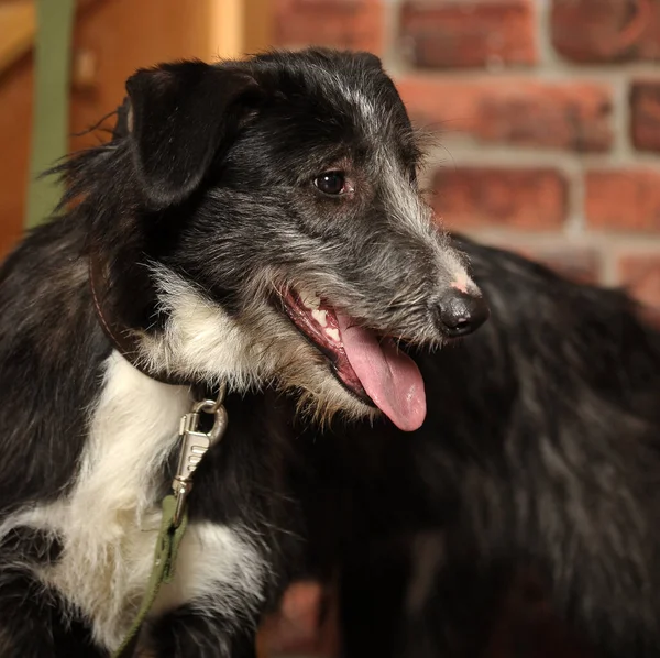 Schwarz Weißer Hundehaufen Auf Backsteinmauer Hintergrund — Stockfoto