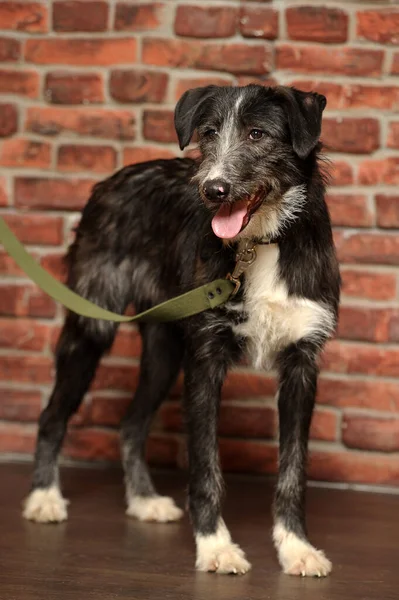 Perro Negro Blanco Perrito Sobre Fondo Pared Ladrillo — Foto de Stock