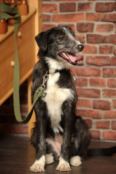 Zwart Wit Hond Pooch Een Baksteen Muur Achtergrond — Stockfoto