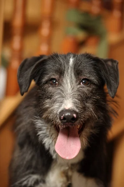 Zwart Wit Hond Pooch Een Baksteen Muur Achtergrond — Stockfoto