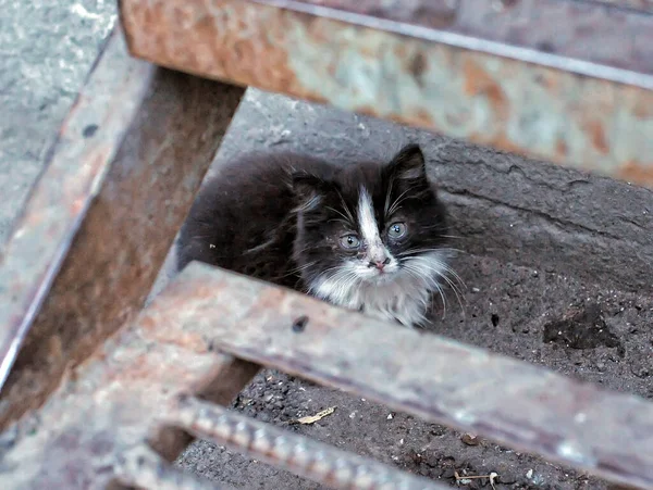 路上のホームレスの子猫は — ストック写真