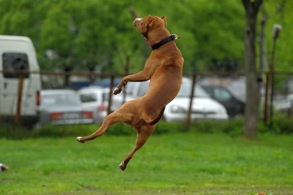 Pit Bull Terrier Marrone Bianco Che Salta Palla — Foto Stock