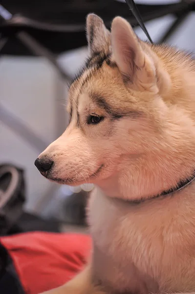 Belo Retrato Malamute Perto — Fotografia de Stock