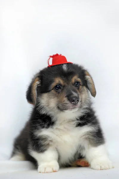 帽子の中の白い背景に面白い小さなコーギー子犬 — ストック写真