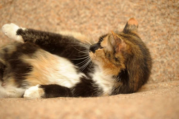 Trikolore Katze Liegt Auf Dem Sofa — Stockfoto