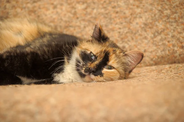 Tříbarevná Kočka Leží Pohovce — Stock fotografie