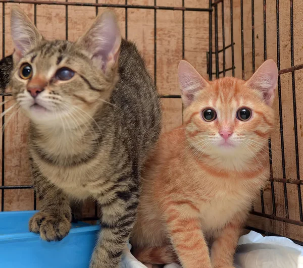 Dakloze Kittens Een Kooi Een Opvangtehuis — Stockfoto