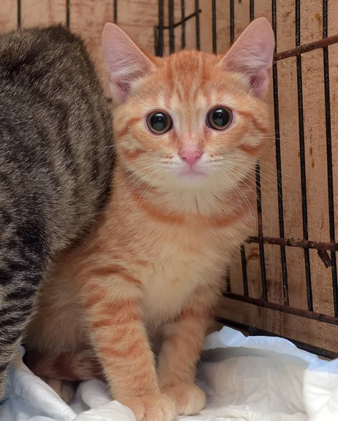 Homeless Kittens Cage Shelter — Stock Photo, Image