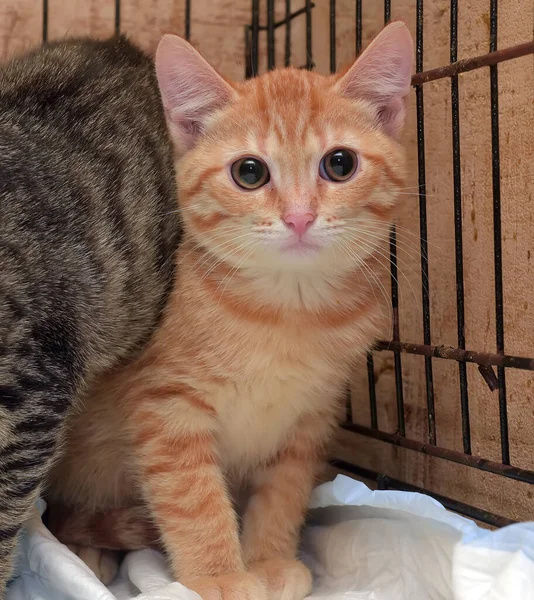 Chatons Sans Abri Dans Une Cage Dans Abri — Photo