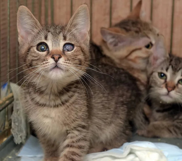 Barınaktaki Kafeste Evsiz Kedi Yavruları — Stok fotoğraf
