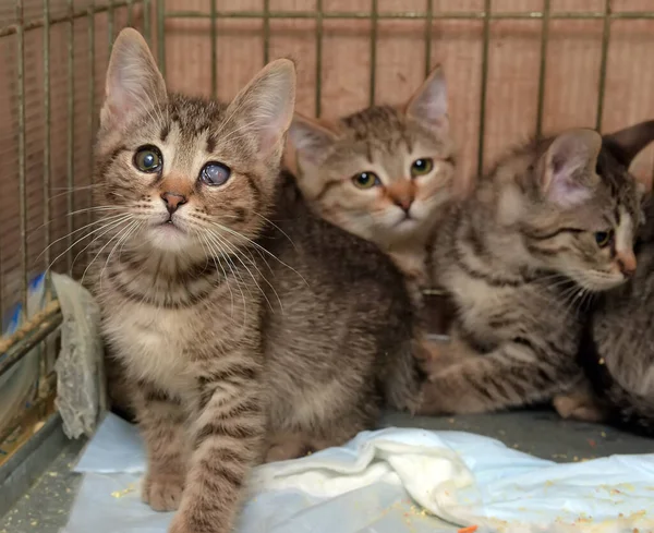 Gatinhos Sem Teto Uma Gaiola Abrigo — Fotografia de Stock