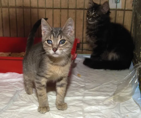 Homeless Kittens Cage Shelter — Stock Photo, Image