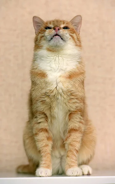 Gato Rojo Blanco Con Pecho Blanco —  Fotos de Stock