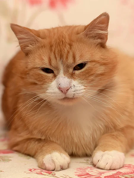 Gato Doméstico Vermelho Branco Mentiras — Fotografia de Stock