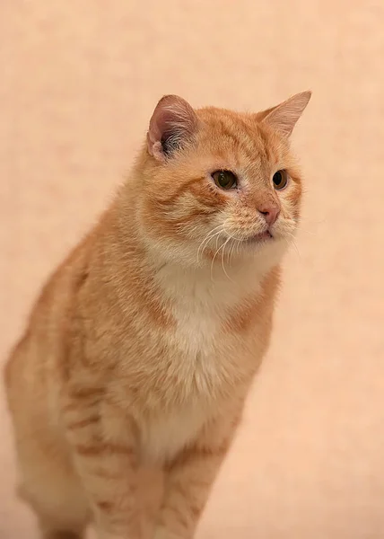 Röd Och Vit Katt Med Vitt Bröst — Stockfoto