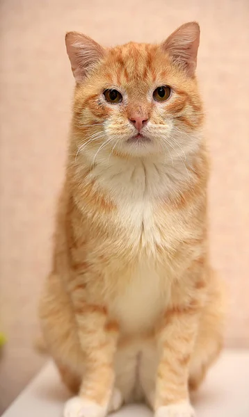 Chat Rouge Blanc Avec Une Poitrine Blanche — Photo