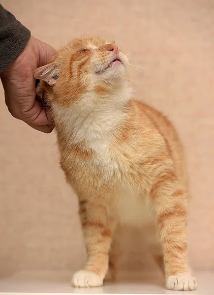 Rood Wit Kat Hand Strelen — Stockfoto