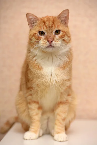 Gato Vermelho Branco Com Peito Branco — Fotografia de Stock