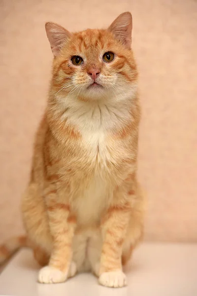 Röd Och Vit Katt Med Vitt Bröst — Stockfoto