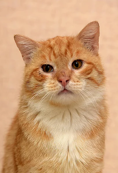 Gato Rojo Blanco Con Pecho Blanco —  Fotos de Stock