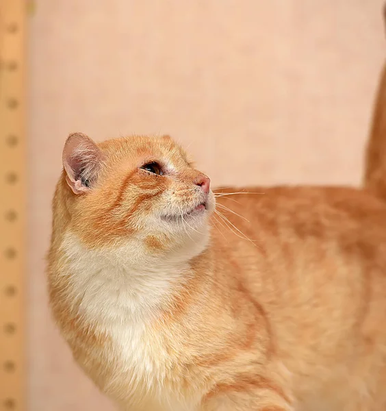 Gato Rojo Blanco Con Pecho Blanco —  Fotos de Stock