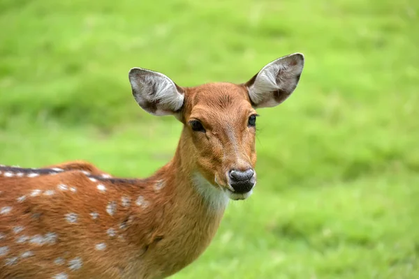 Close Fallow Deer Buck Dama Dama — Stock Photo, Image