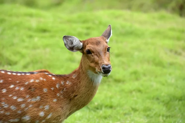 Närbild Älghjort Dama Dama — Stockfoto