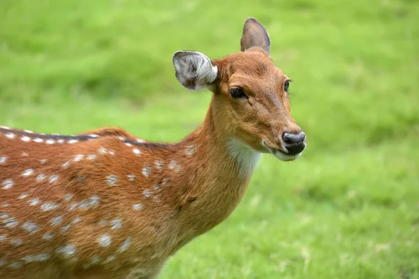 Close Fallow Deer Buck Dama Dama — Stock Photo, Image