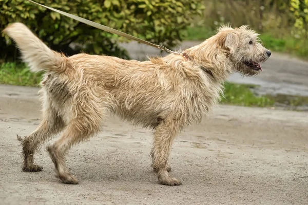 かわいい茶色のふわふわの犬モングレル — ストック写真