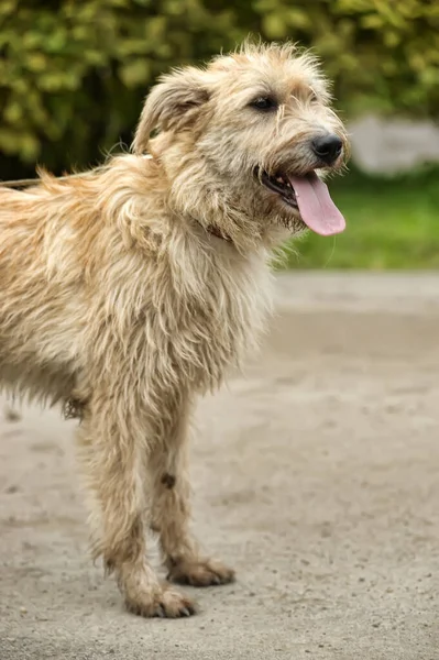 Cute Brown Fluffy Dog Mongrel — Stock Photo, Image