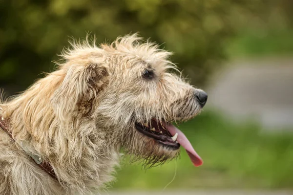 Cute Brown Fluffy Dog Mongrel — Stock Photo, Image