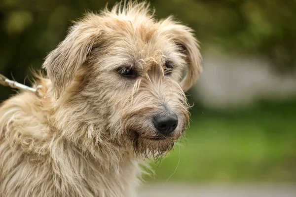 Cute Brown Fluffy Dog Mongrel — Stock Photo, Image