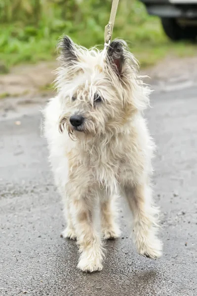 Bonito Marrom Fofo Cão Mgrel — Fotografia de Stock