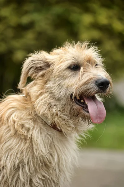 Cute Brown Fluffy Dog Mongrel — Stock Photo, Image