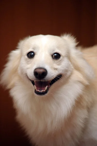 Cute Light Fluffy Dog Mongrel — Stock Photo, Image