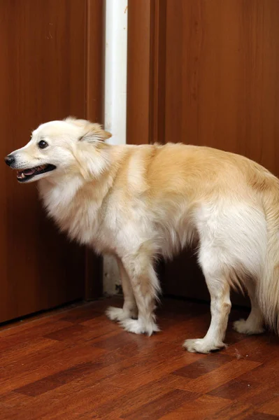 Niedlicher Leichter Flauschiger Hundemischling — Stockfoto